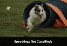 Speeddogs Net Classifieds - Check It Out!