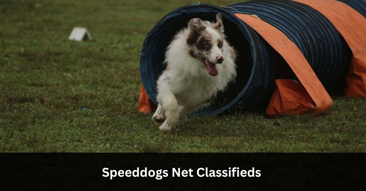 Speeddogs Net Classifieds - Check It Out!